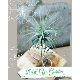 Cây Không Khí Thạch Thảo không đế | Tillandsia inonantha