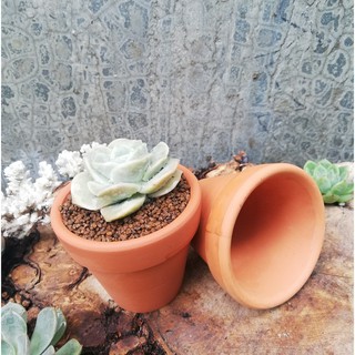 chậu đất nung 7*7