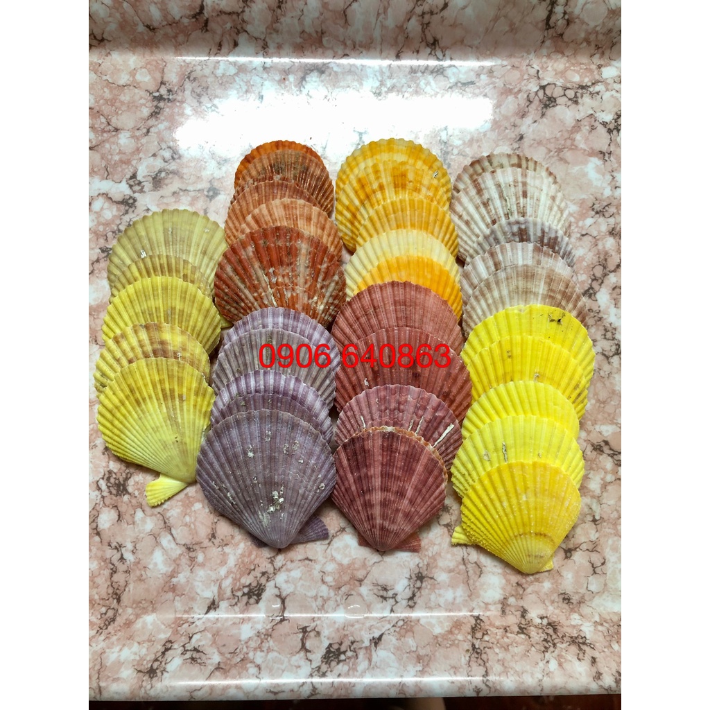 10 Vỏ Sò nhiều màu - trang trí bể cá, bàn làm việc, phòng khách, chụp hình, Đế đốt hương trầm...