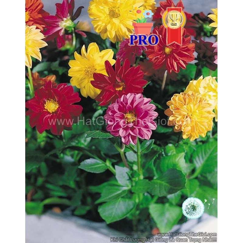 50.HAT Hạt Giống Hoa Thược Dược LÙN F1Pro Mix TG133 (KD| -KD: B36*V12*M228)