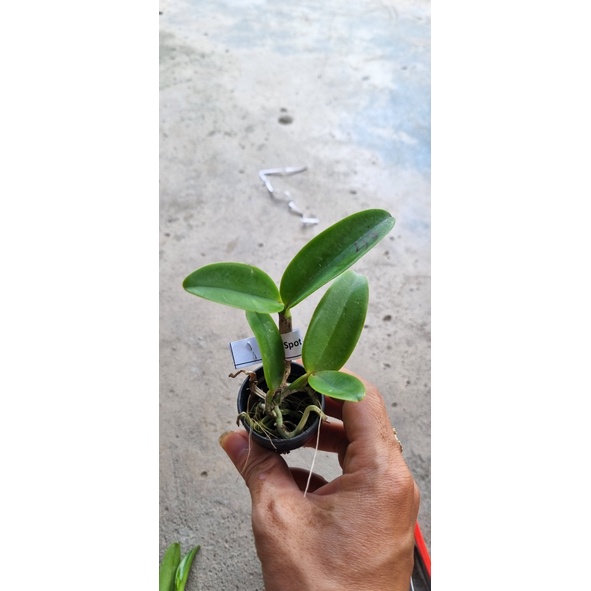 HOA LAN CATT Cẩm báo đốm giống