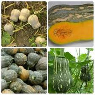 Hạt giống bí hạt đậu gói 20 hạt
