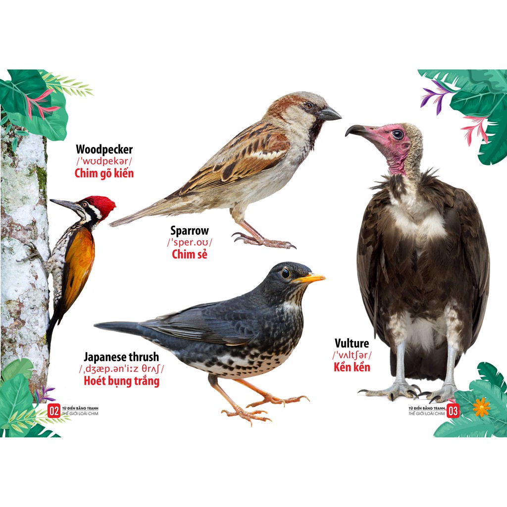 Sách - Từ Điển Bằng Tranh - Thế Giới Loài Chim (Các trang đều là Bìa Cứng)