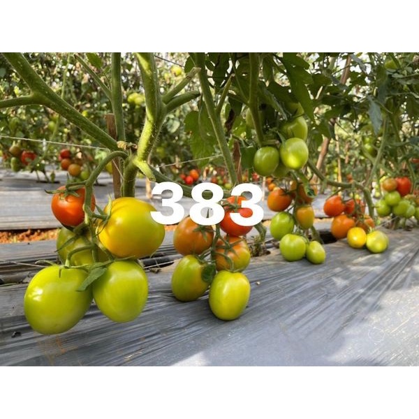 CÂY GIỐNG CÀ CHUA TO 383 GHÉP # MUA 10 CÂY TẶNG 1 CÂY CÙNG LOẠI_ KÈM PHÂN BÓ CAO CẤP HỮU CƠ CÁ HỒI NAUY
