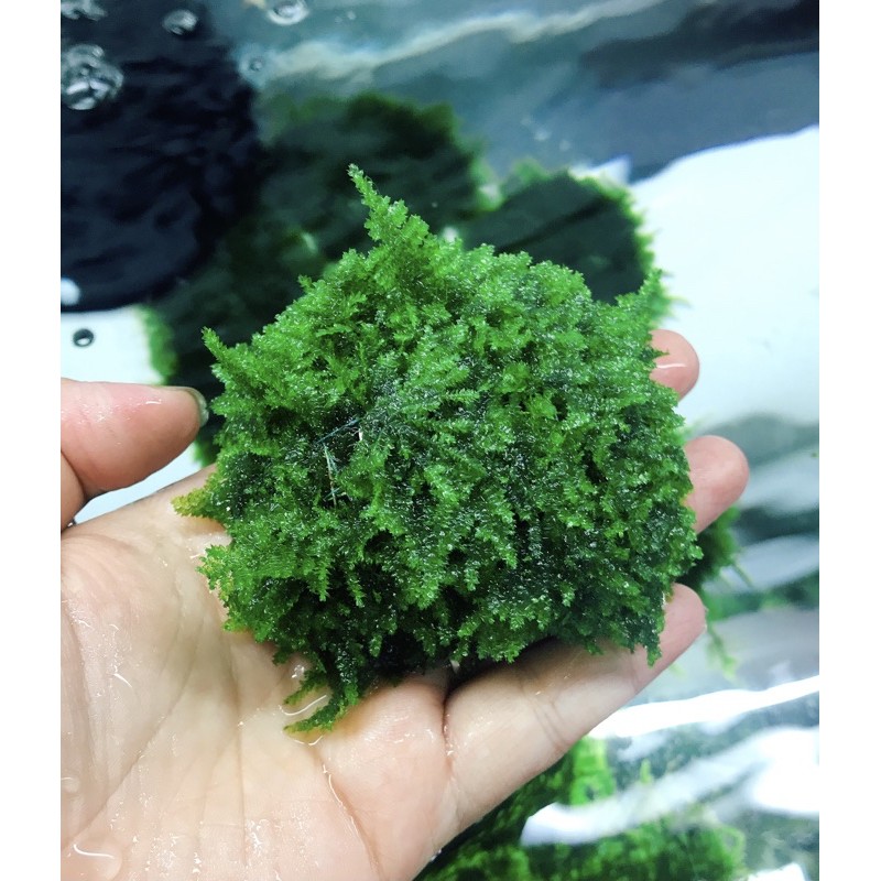 [Mã PET50K giảm Giảm 10% - Tối đa 50K đơn từ 250K] Rêu MINITAIWAN - Rêu mntw Trang Trí Bể Cá Tép, Thuỷ Sinh
