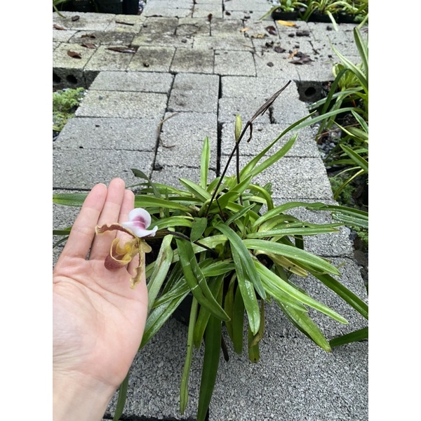 LAN HÀI COCCI ĐANG RA HOA 1 Chậu