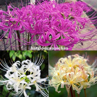 CỦ GIỐNG HOA BỈ NGẠN