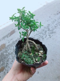 Cây Hồng Ngọc Mai