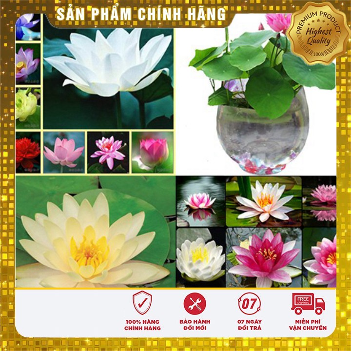 COMBO 05 Hạt giống Sen Mini 05 Hoa hạt giống Súng Thái