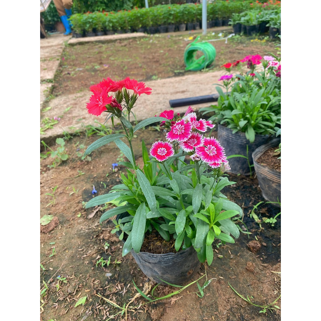 Cây Hoa Cẩm Chướng trồng bịch đen  Dễ Sống, Bền Hoa cây thích hợp trang trí sân vườn, cảnh quan.