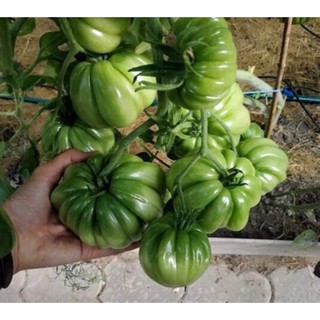 Cà chua múi vàng khổng lồ - Gói 10 hạt