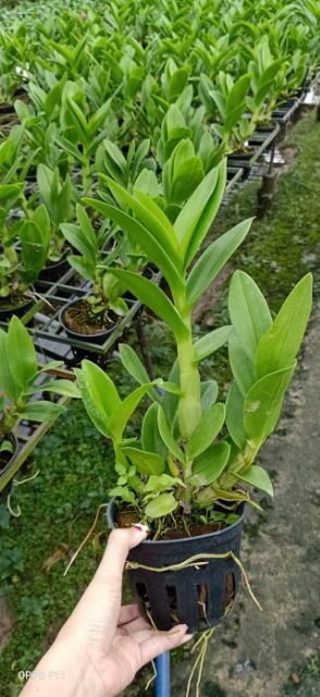 Lan dendro nắng rồng xanh cây trưởng thành