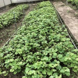 Cây nho hạ đen giống