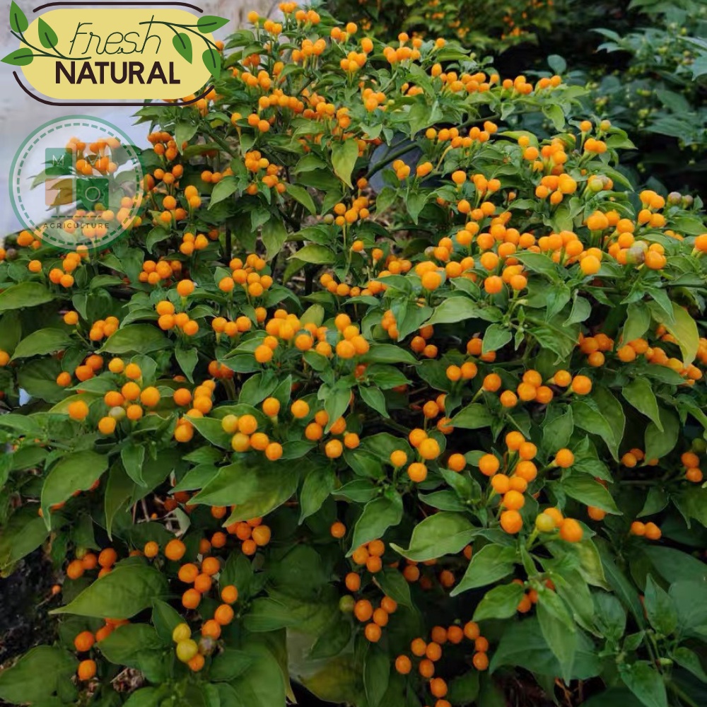 Hạt giống ớt Peru Charapita đắt nhất thế giới