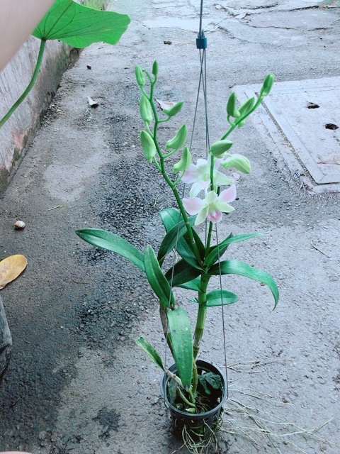 Lan Dendro Hồng Nhạt