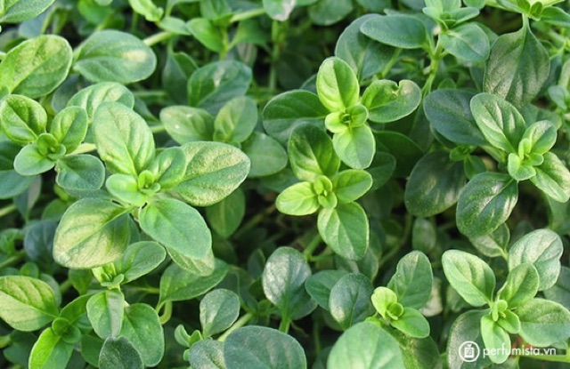 CỎ XẠ HƯƠNG - CÂY THYME