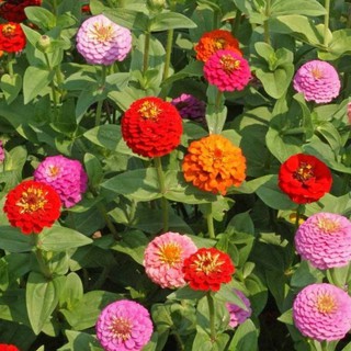 50h Hạt Giống Hoa Cúc Lá Nhám Kép Mix Lilliput luckyseed hạt siêu rẻ