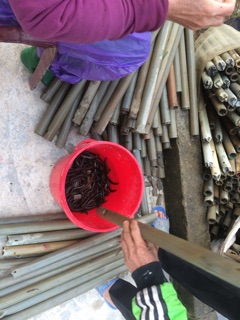 Hom lươn Tre 34,42,48,60
