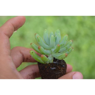Sen đá thạch ngọc Mỹ mini 2-4cm