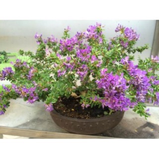 Cây linh sam hạt gạo hoa tím