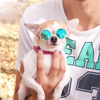 Mắt Kính Mát Thời Trang Cho Thú Cưng