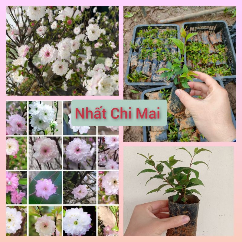 Cây nhất chi mai cho hoa dịp Tết (Cây 20-25cm)