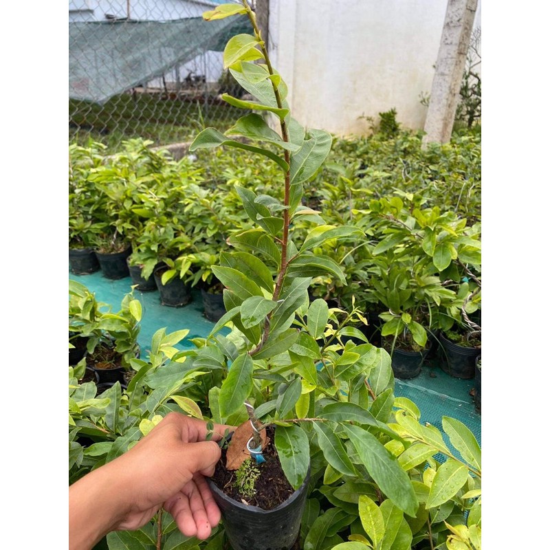 Hoa mai ghép cúc hoàng hậu bông chuẩn