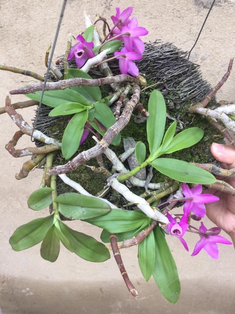 Phong lan Trầm tím Lào