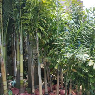 Cây 🌲 Cau đuôi chồn...1m4
