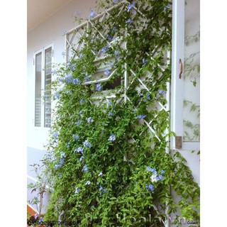 Gói 30 hạt giống hoa thanh xà bạch xà mix