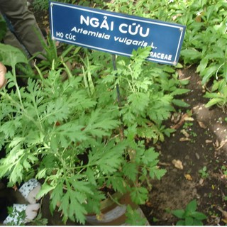 Bộ 3 Gói Hạt Giống Ngãi Cứu