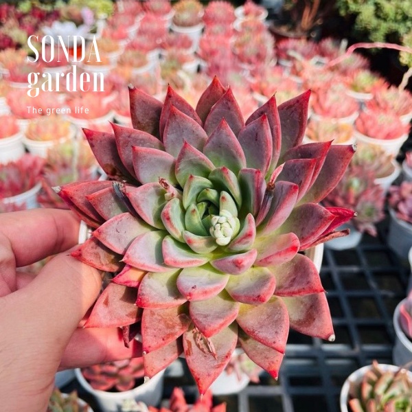 Sen đá mận tím SONDA GARDEN size trung bình 10cm, cây cảnh trang trí nhà cửa, lỗi 1 đổi 1