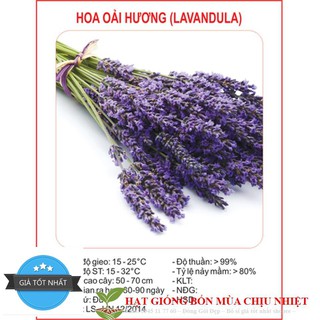 Hạt Giống Hoa Oải Hương 4 mùa/Lavender (30 hạt) ĐẾN MÙA TRỒNG TẾT