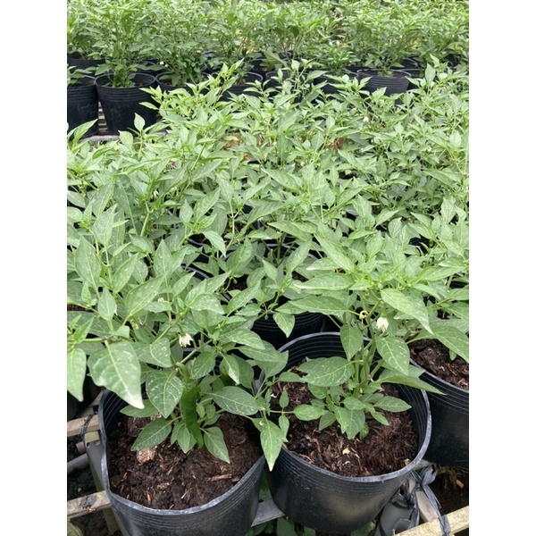 Cây ớt hiểm + Tặng kèm phân bón cho cây