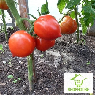 shophouse Gói 30 hat giống cà chua trái tim  SHOP HOUSE  TẾT KHUYẾN MẠI