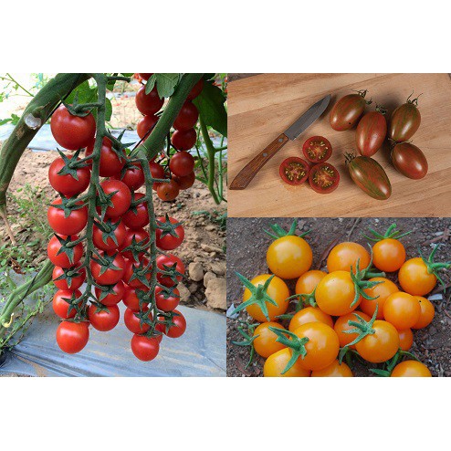 Combo 4: 3 loại cà chua trái cây chịu nhiệt trồng quanh năm - tỷ lệ nảy mầm 95% NHẬP KHẨU 100%
