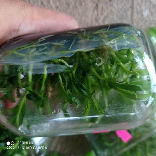 chai mô lan phi điệp ám phú thọ tặng kèm chậu và giá thể