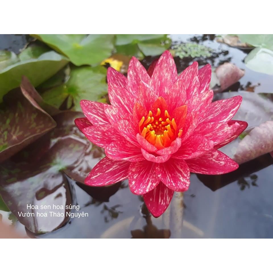 set 3 cây súng thái 3 màu vàng chanh , hồng soc, đỏ wan