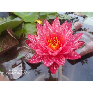 set 3 cây súng thái 3 màu vàng chanh , hồng soc,  đỏ wan