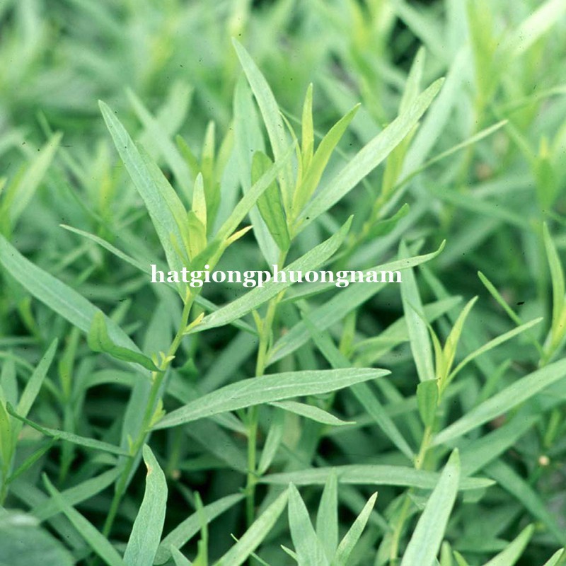 100H - HẠT GIỐNG RAU GIA VỊ NGẢI GIẤM