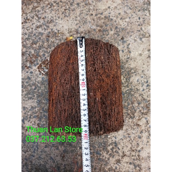 Dớn Trụ Trồng Lan Dày Đẹp Dài 20->40cm