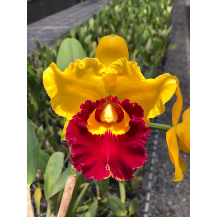 Hoa Lan Cattleya- KIM THÁI BÌNH- chậu trưởng thành