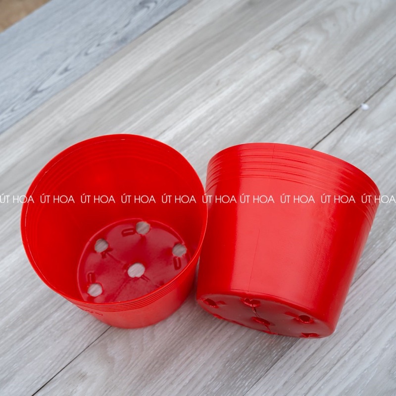 50 chậu C9 đỏ trồng hoa Tết giá rẻ