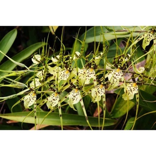 Vũ nữ nhện cây trưởng thành sắp hoa
