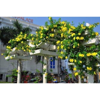 Cây hoa leo Hồng anh(1 bầu cây giống )