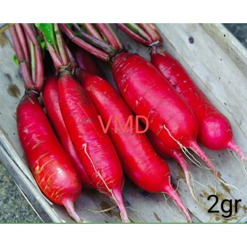 Hạt giống Củ Cải Đỏ Dài