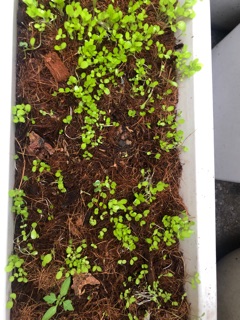 Đất Trồng Lưỡi Hổ 1kg