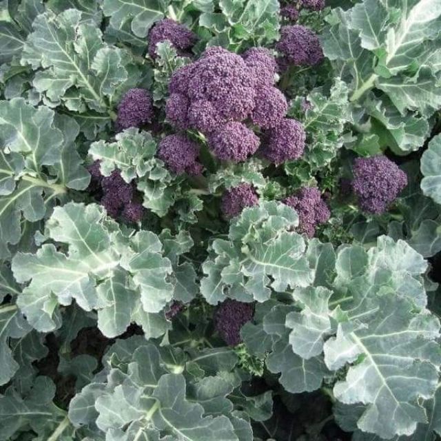 #Hạt_Giống_Súp_Lơ_Baby