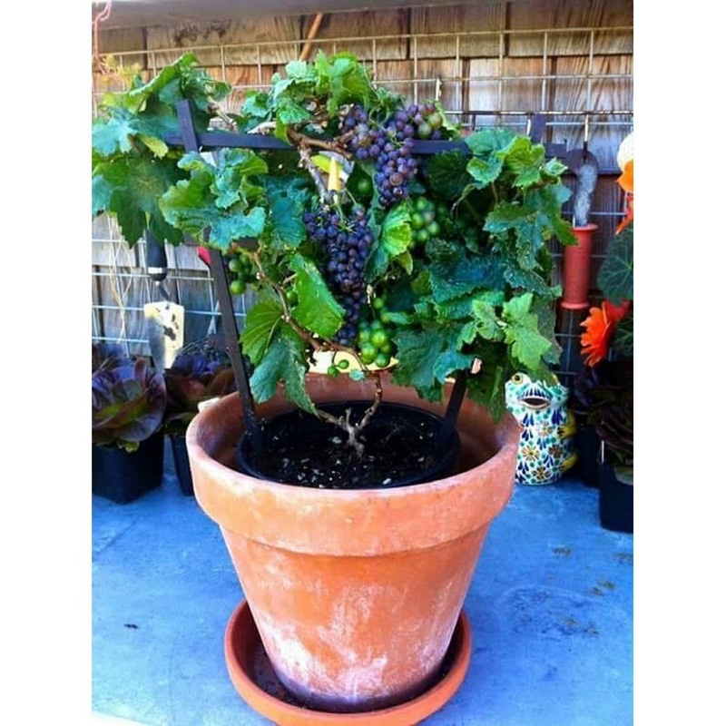 Hạt giống nho lùn F1