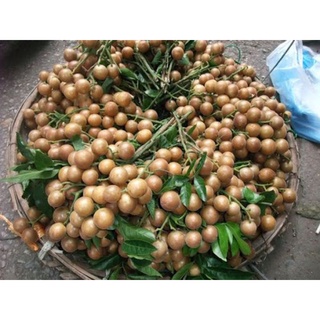 5kg Quất hồng bì loại quả ngon,tốt cho sức khỏe